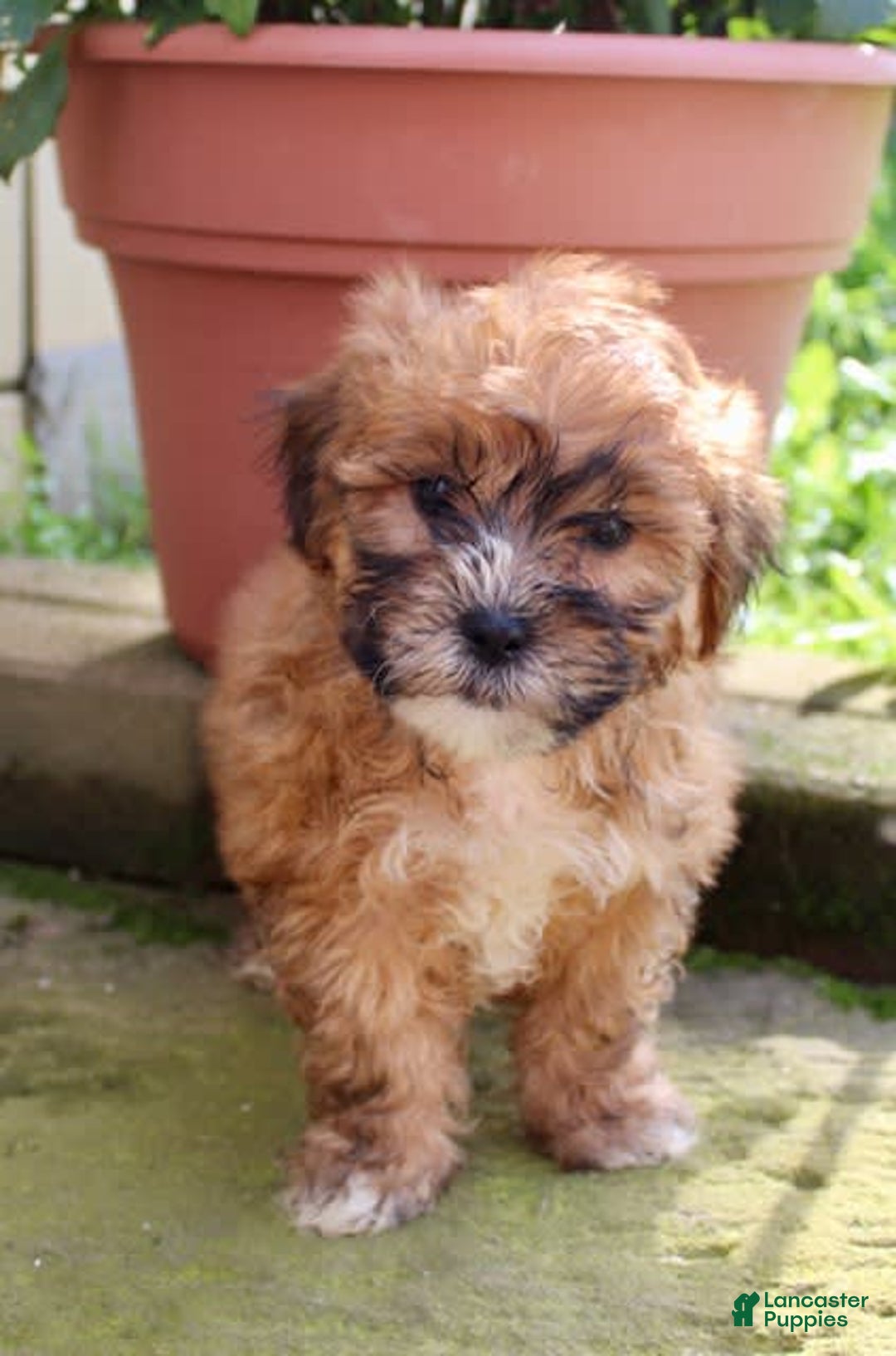 Shihpoo dogs for sale: Jasper - Image 6