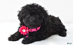 Miniature Poodle dogs for sale: Maggie - Image 1