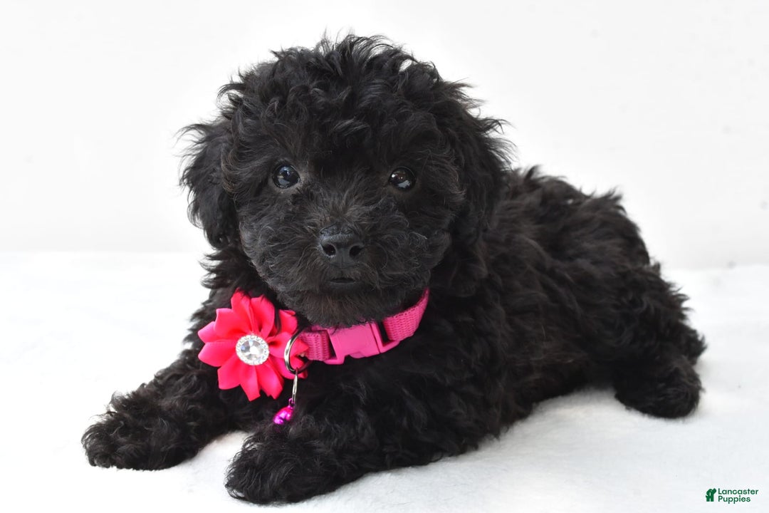 Miniature Poodle dogs for sale: Maggie - Image 1