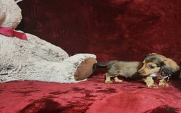 Miniature Dachshund dogs for sale: Wylie - Image 5