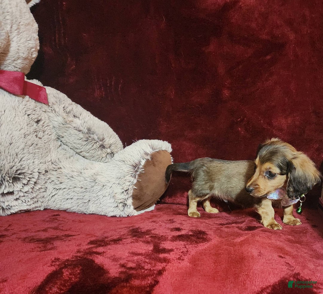 Miniature Dachshund dogs for sale: Wylie - Image 5