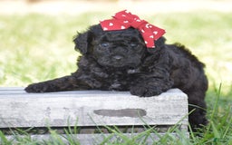 Yorkiepoo dogs for sale: Plaid - Image 8