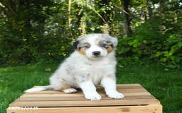 Australian Shepherd dogs for sale: Ava - Image 5
