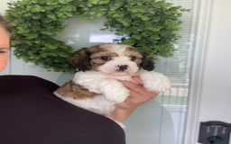 Cavachon dogs for sale: Brody - Image 1