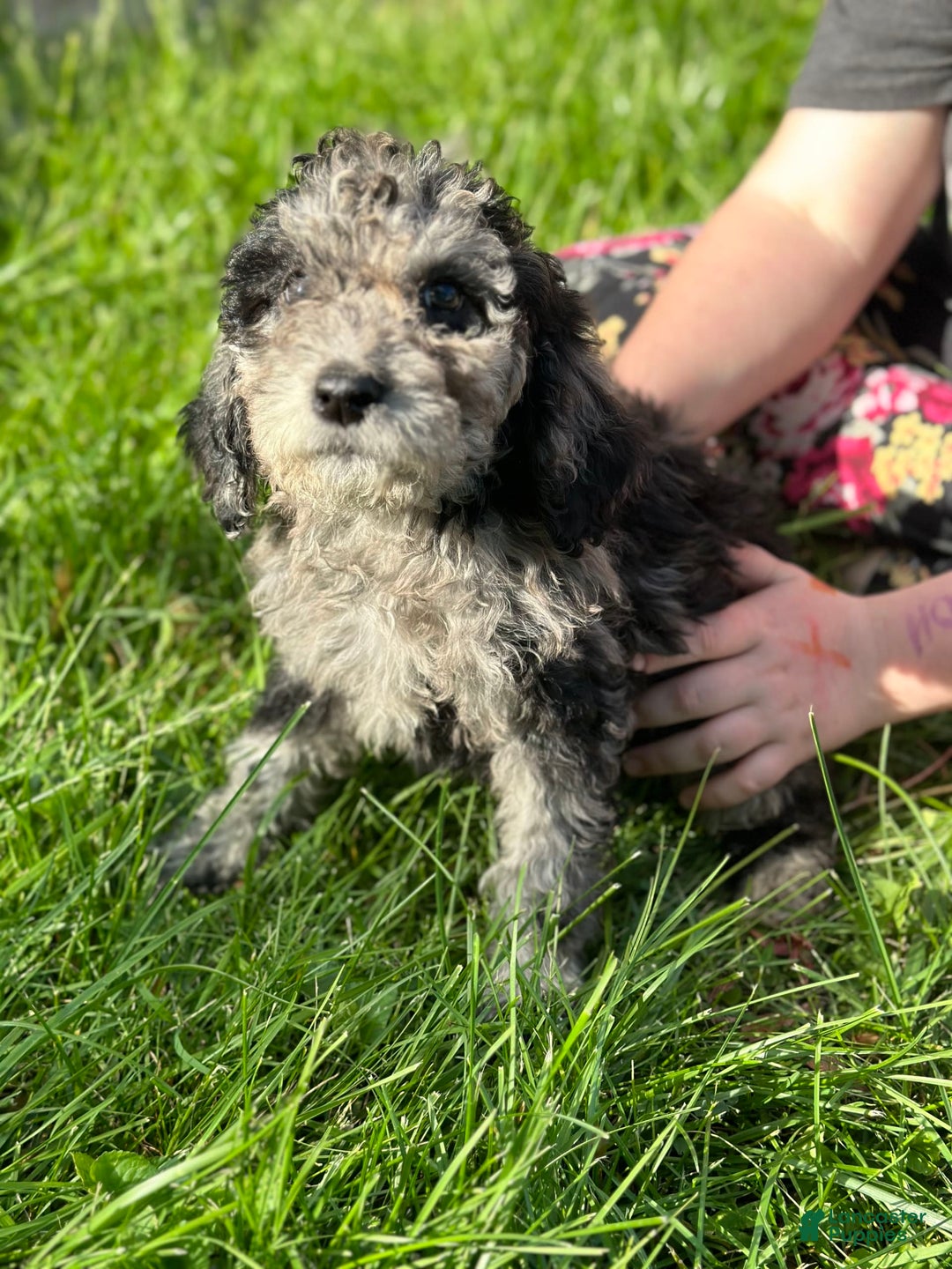 Labradoodle dogs for sale: Daisy - Image 1