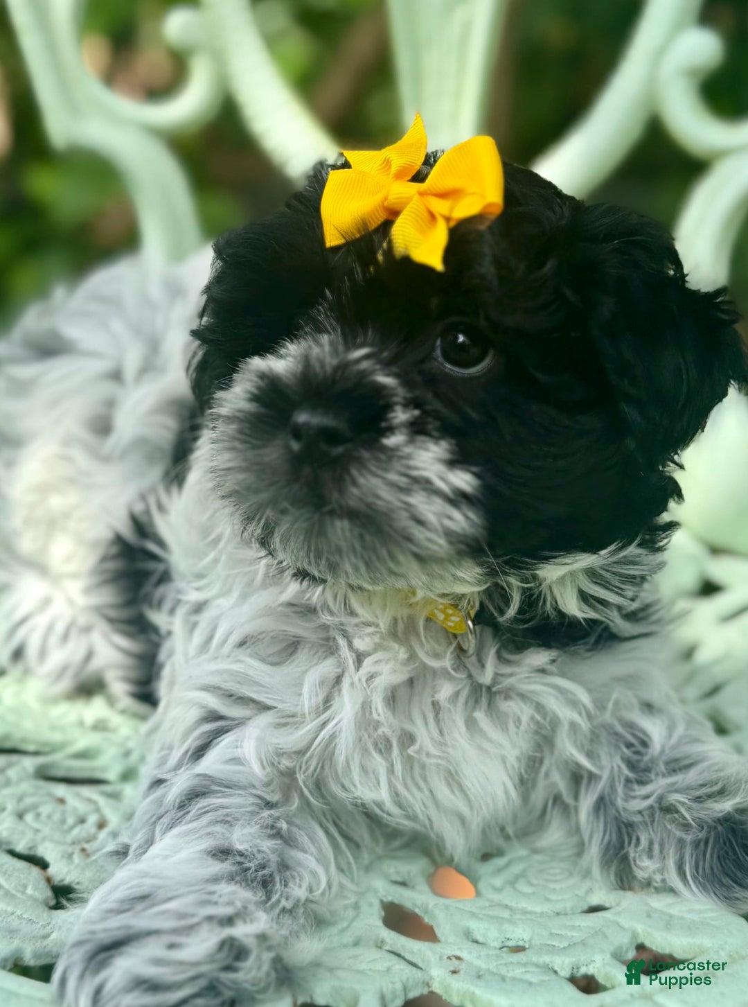 Maltipoo dogs for sale: Freckles - Image 3