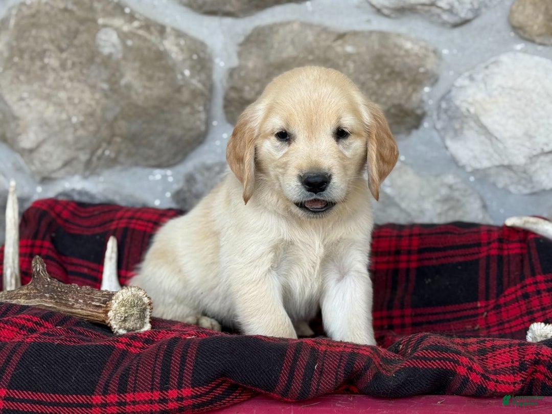 Golden Retriever dogs for sale: Sweetie - Image 2