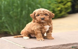 Cockapoo dogs for sale: Music - Image 1