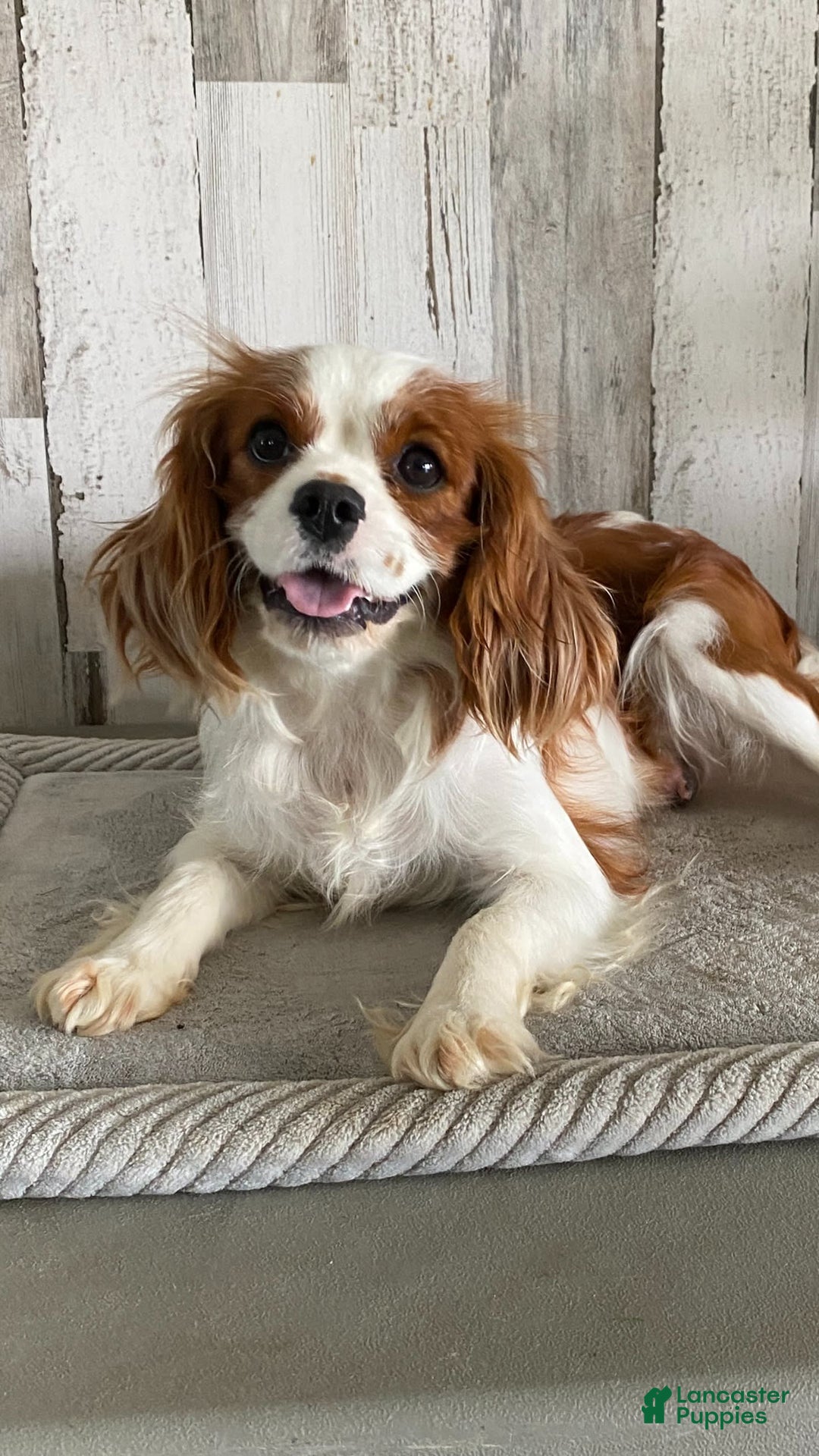 Cavapoo dogs for sale: Lainey - Image 5
