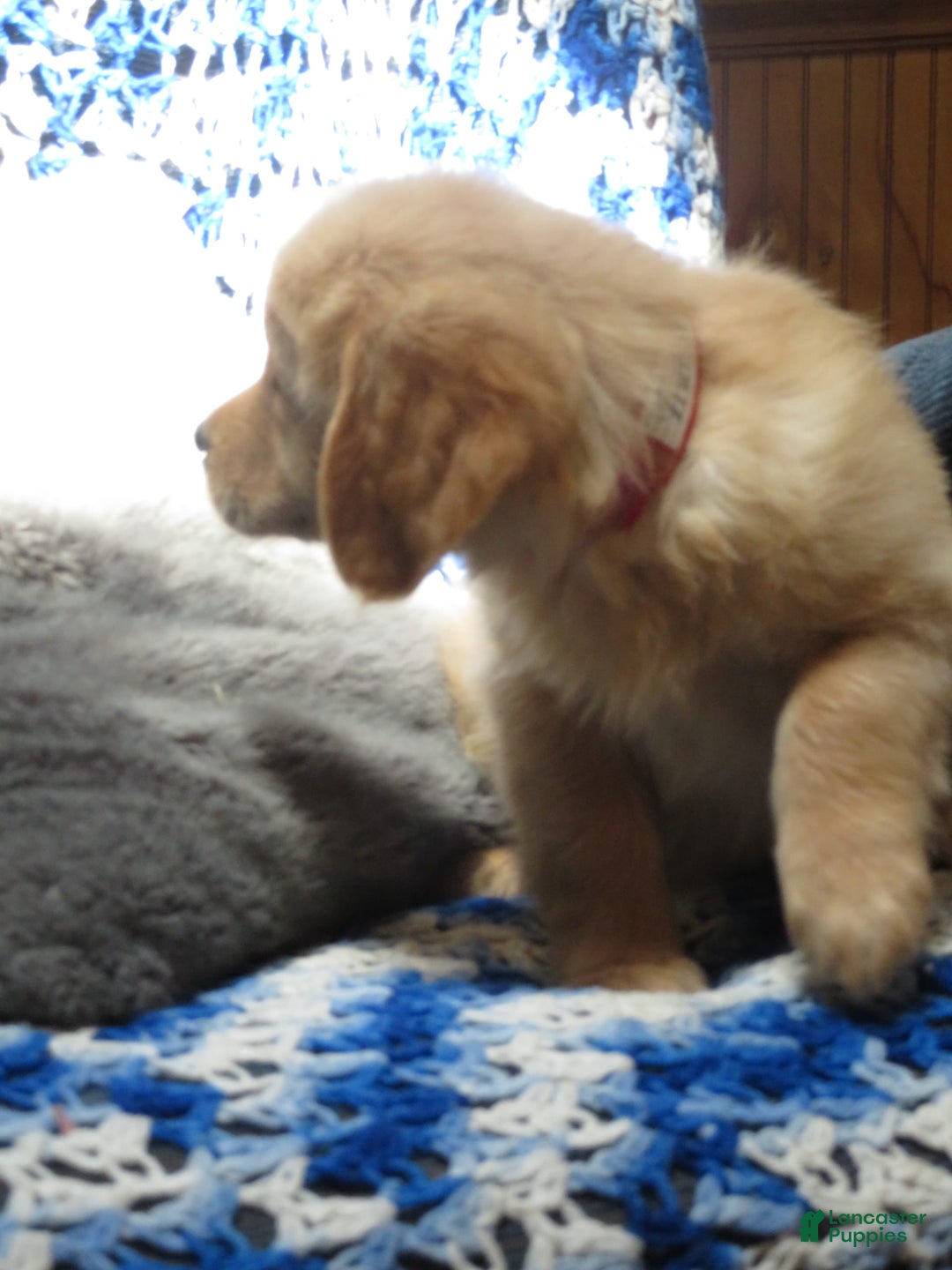 Golden Retriever dogs for sale: Truffle - Image 14