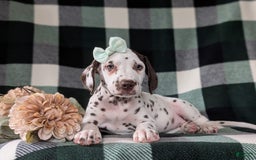 Dalmatian dogs for sale: Katherina Liver - Image 6