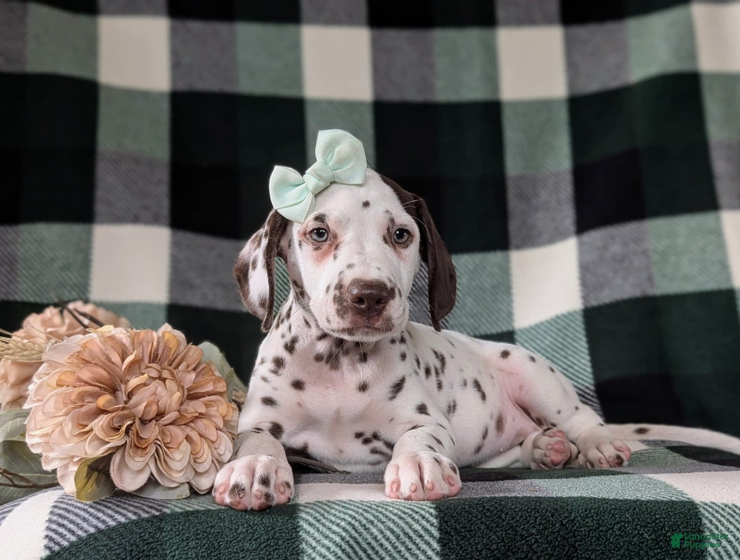 Dalmatian dogs for sale: Katherina Liver - Image 6