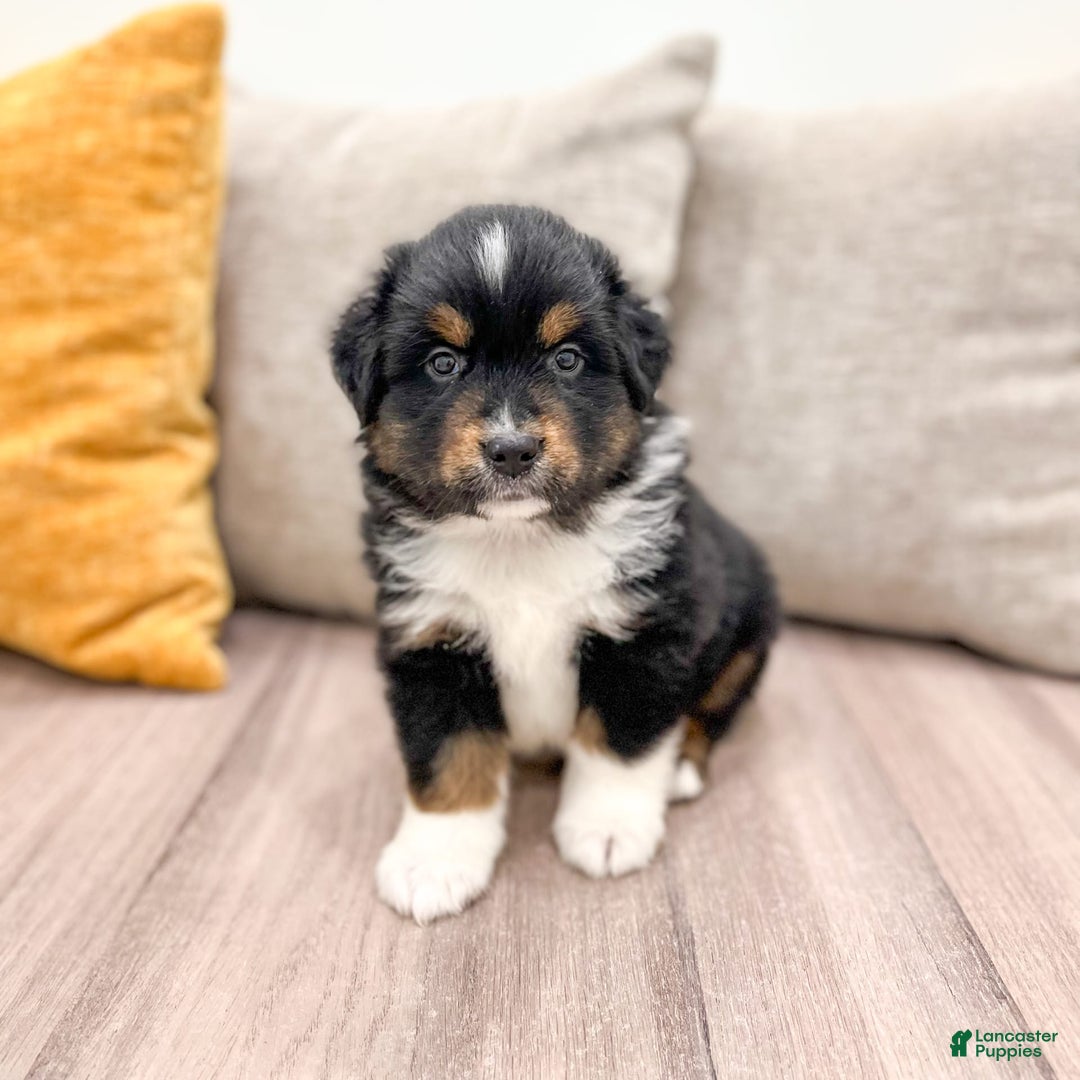 Australian Shepherd dogs for sale: Pepper - Image 16