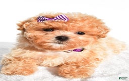 Maltipoo dogs for sale: Maltipoo 2 puppies - Image 2