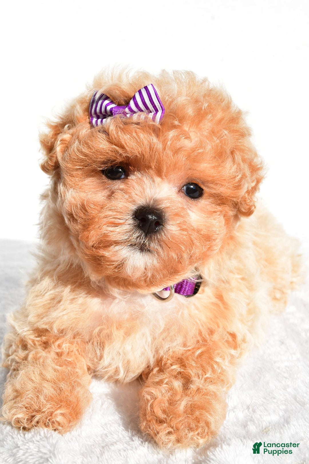 Maltipoo dogs for sale: Maltipoo 2 puppies - Image 2
