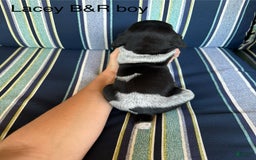 German Shorthaired Pointer dogs for sale: Lacey male - Image 1