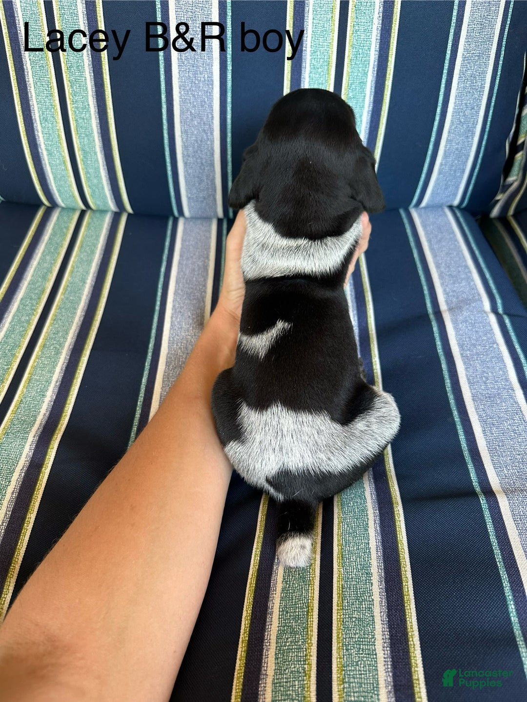 German Shorthaired Pointer dogs for sale: Lacey male - Image 1