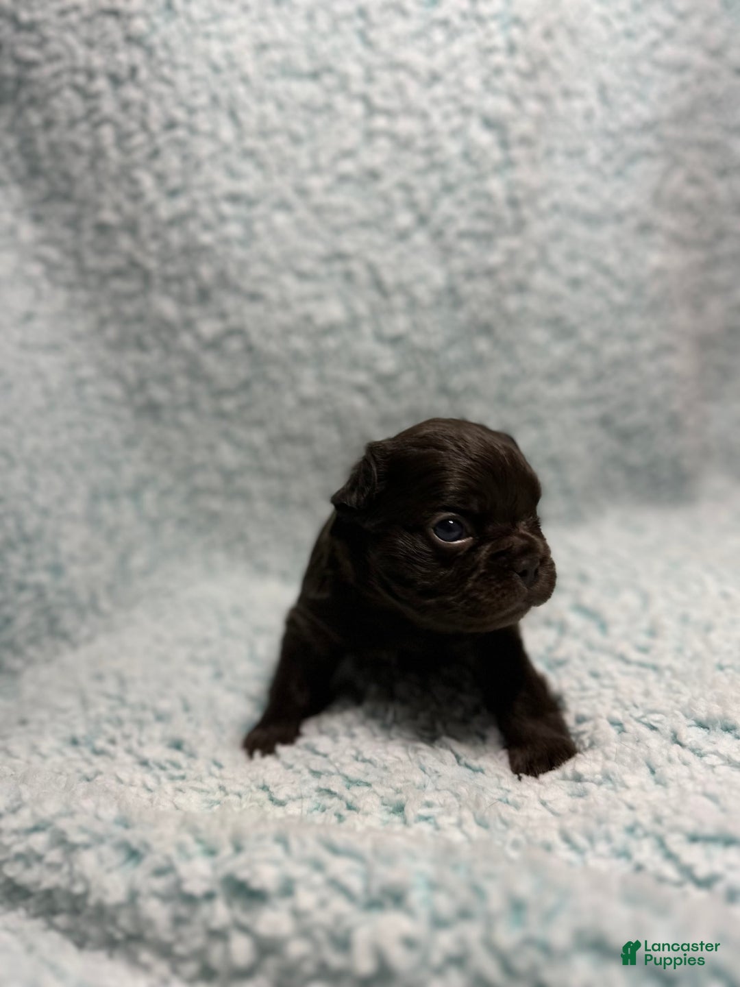 French Bulldog dogs for sale: Chocobelle - Image 9