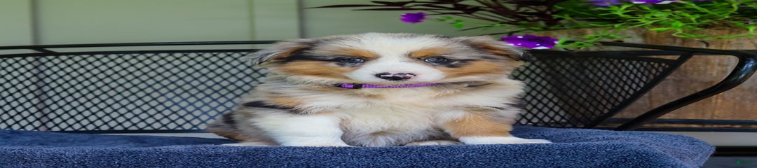 Lassie