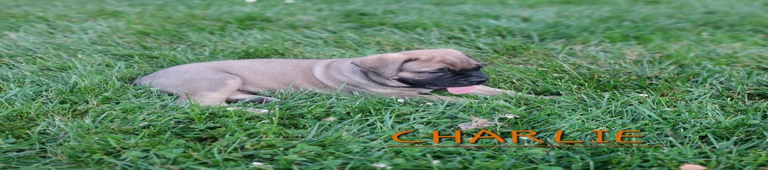 Charlie
