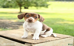 Beagle dogs for sale: Lacey - Image 3