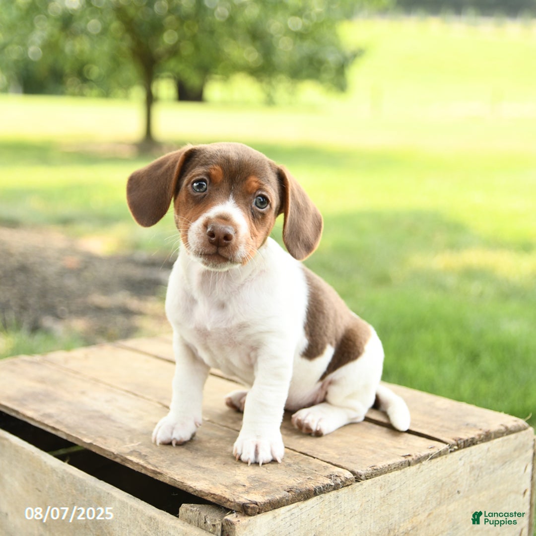 Beagle dogs for sale: Lacey - Image 3