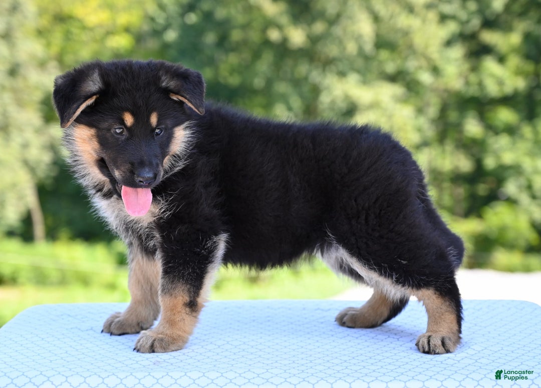 German Shepherd dogs for sale: Bonnie - Image 2