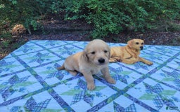 Golden Retriever dogs for sale: SHELLY - Image 11