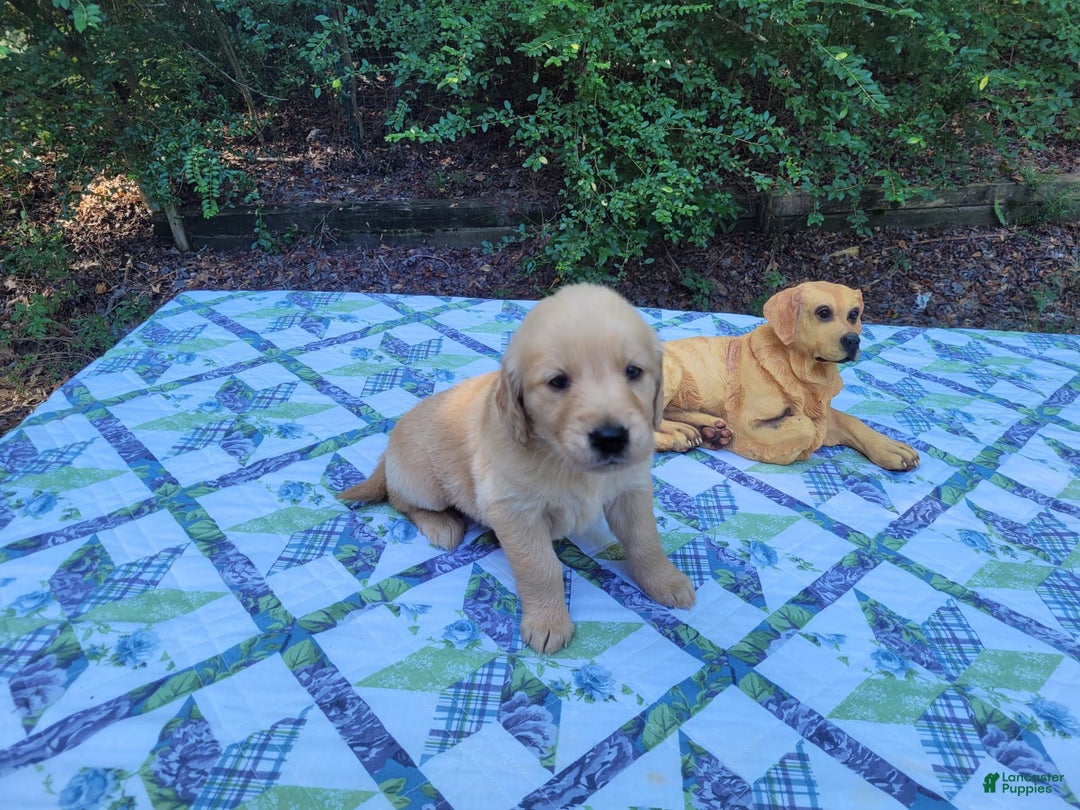 Golden Retriever dogs for sale: SHELLY - Image 11