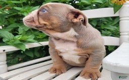 English Bulldog dogs for sale: Truffles - Image 4