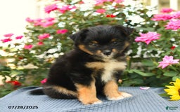 Smooth Fox Terrier dogs for sale: Oreo - Image 1
