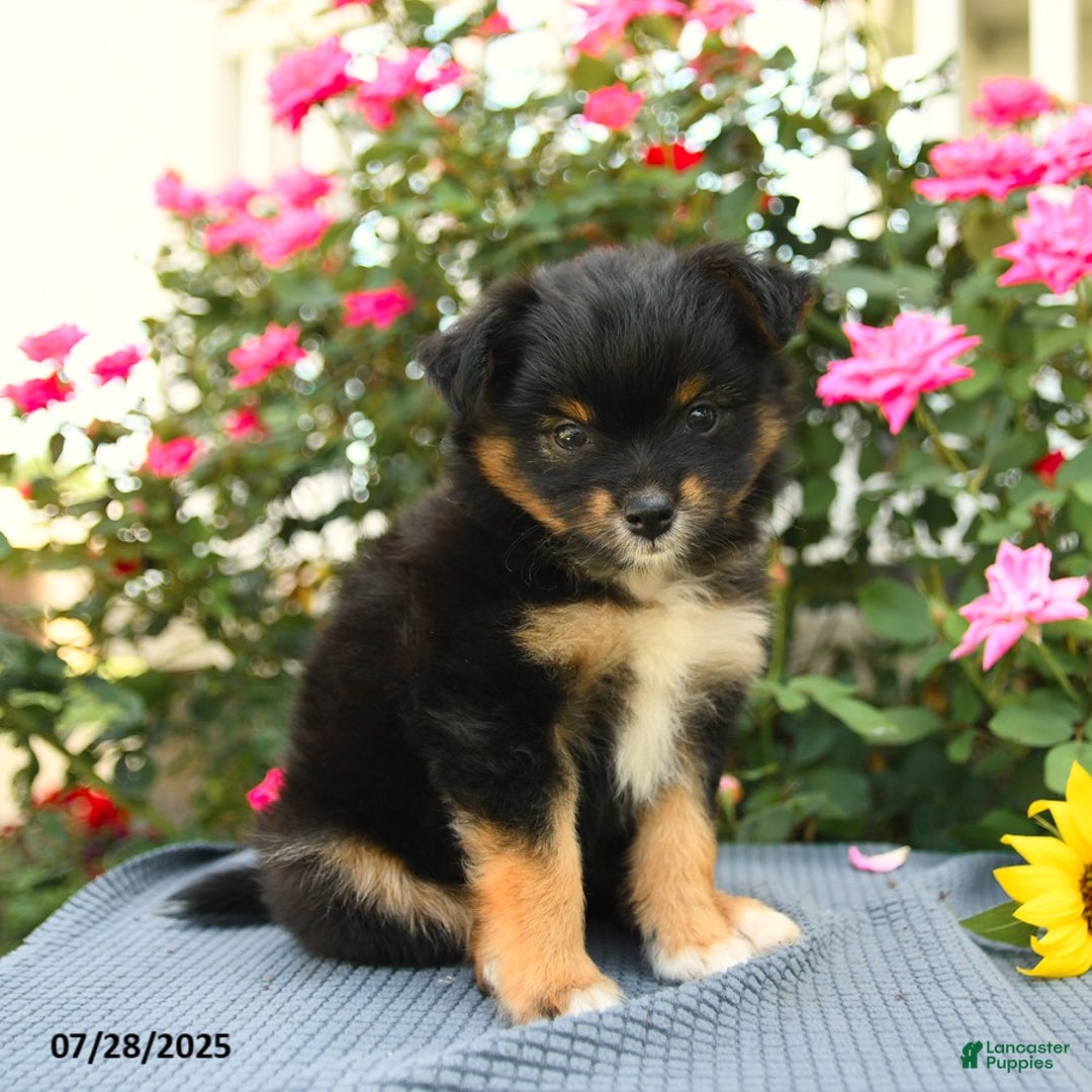 Smooth Fox Terrier dogs for sale: Oreo - Image 1