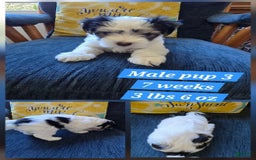 Morkie dogs for sale: Morkie Male 3 - Image 4