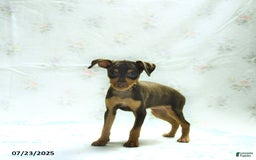 Miniature Pinscher dogs for sale: Isabelle - Image 1