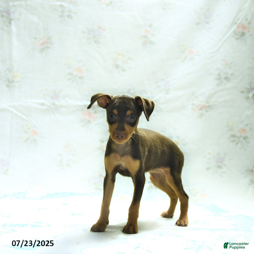 Miniature Pinscher dogs for sale: Isabelle - Image 1