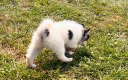 Pomsky dogs for sale: Sweet Girlie - Image 15