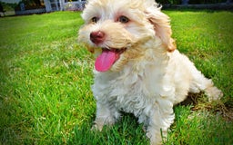 Havapoo dogs for sale: Charity - Image 9