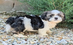 Lhasa Apso dogs for sale: Kodiak - Image 10