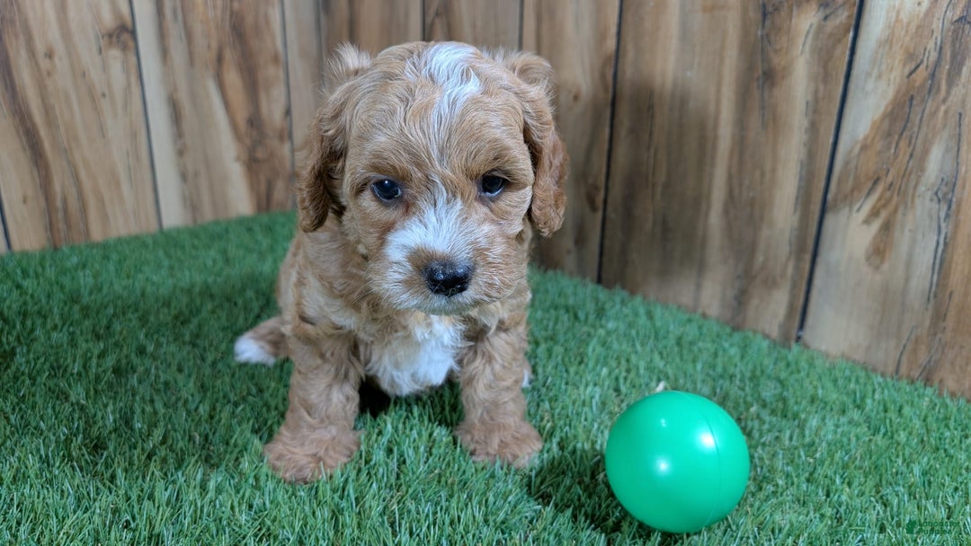 Cavapoo dogs for sale: Milly Boy 3 - Image 3
