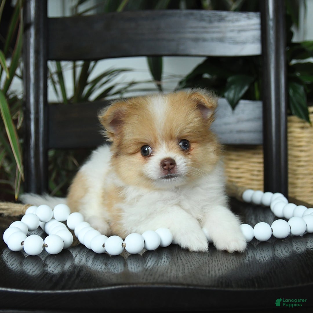 Pomeranian dogs for sale: Indie - Image 3