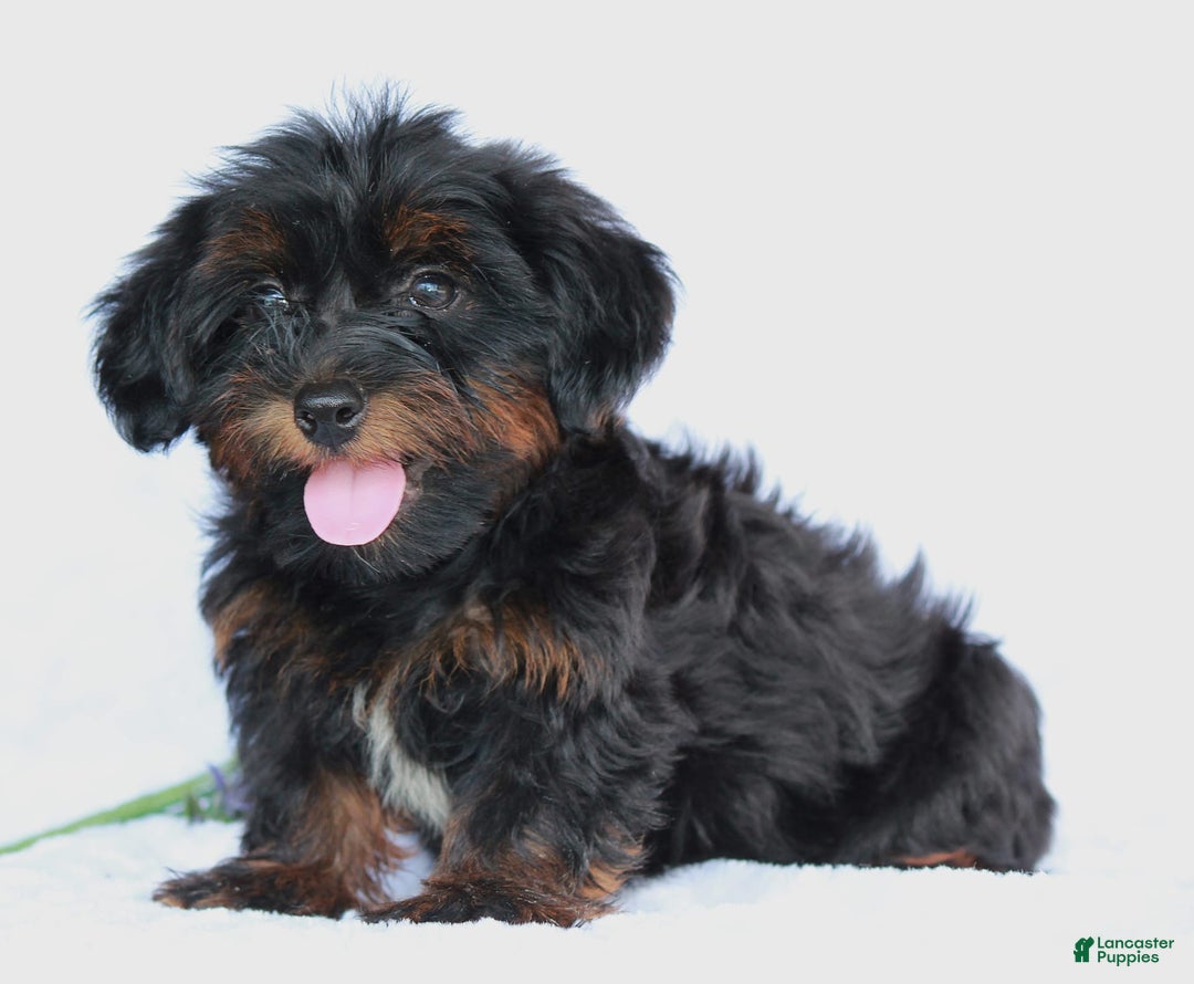 Yorkiepoo dogs for sale: Denver - Image 1