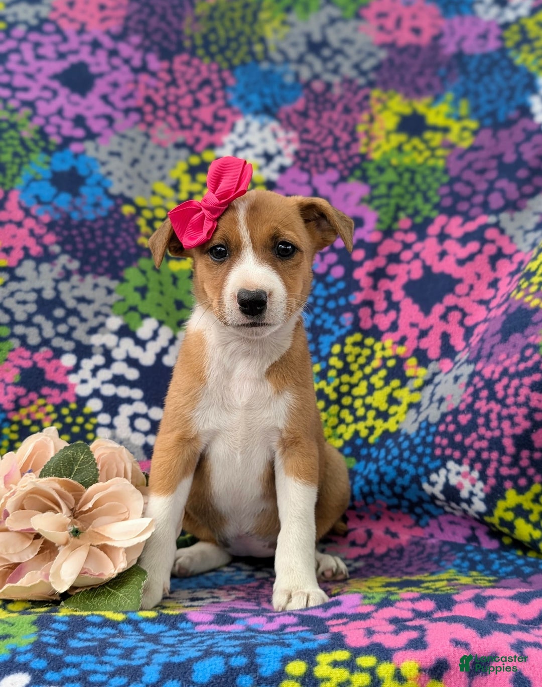 Jack Russell Terrier dogs for sale: Lacey - Image 3