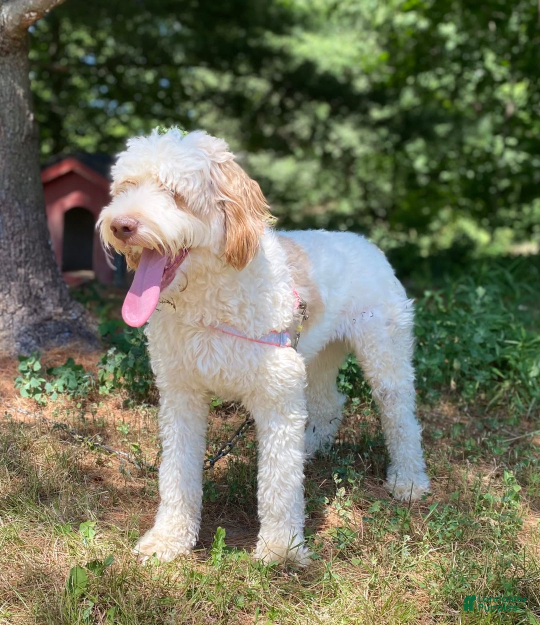 Brittany Spaniel dogs for sale: Jameson - Image 4