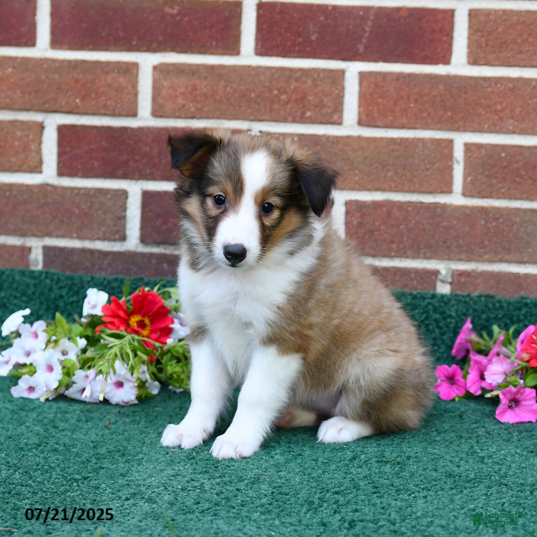 Shetland Sheepdog dogs for sale: Fancy - Image 2