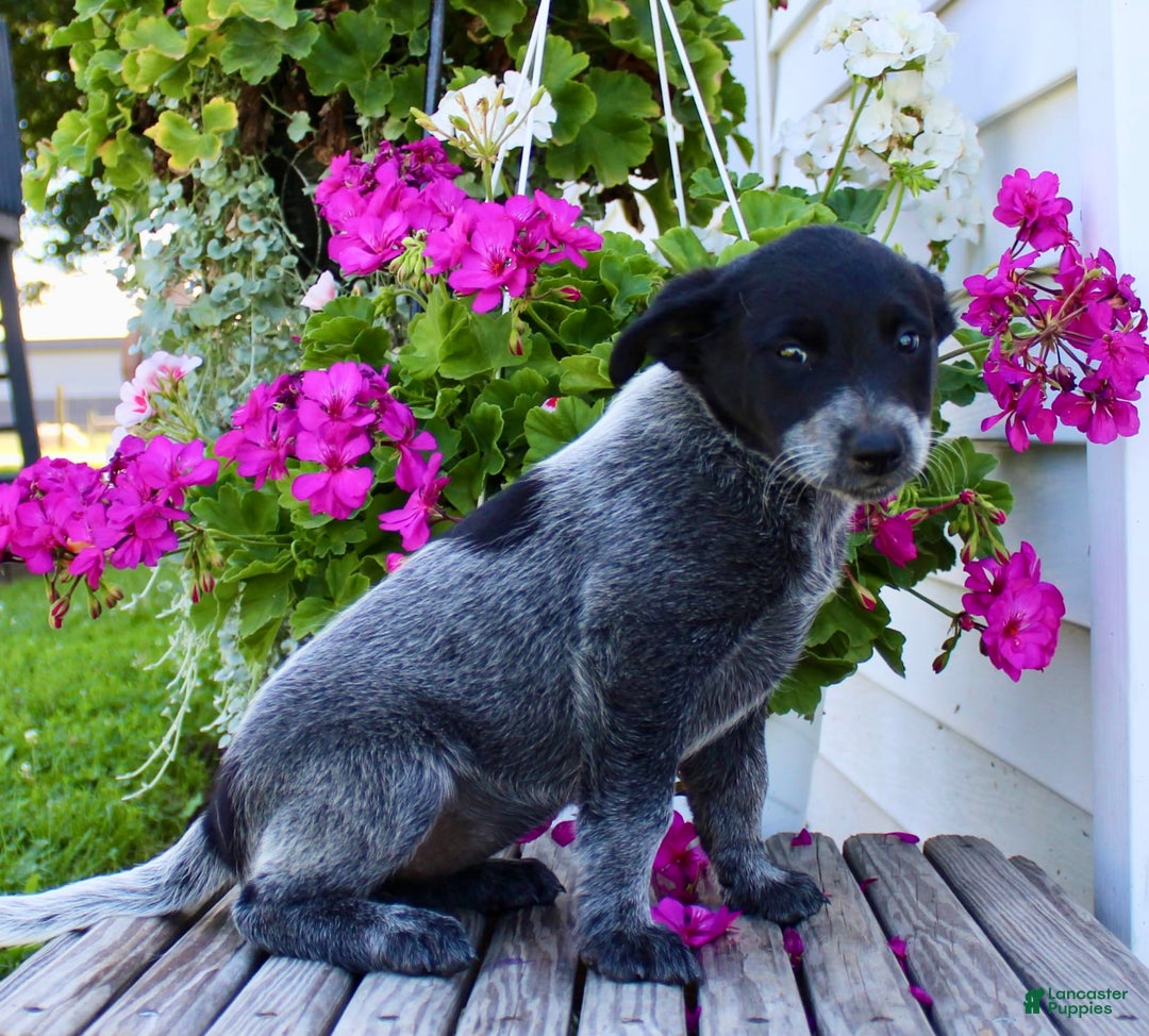 Australian Cattle Dog dogs for sale: Brenda - Image 2