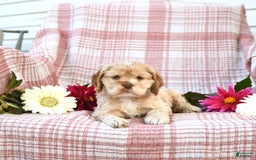 Cocker Spaniel dogs for sale: Kayla - Image 3