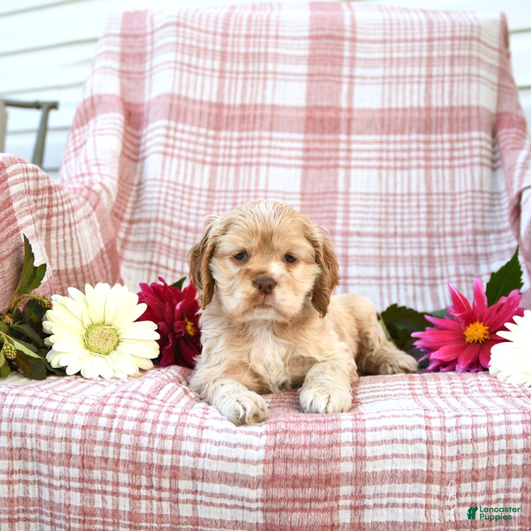 Cocker Spaniel dogs for sale: Kayla - Image 3