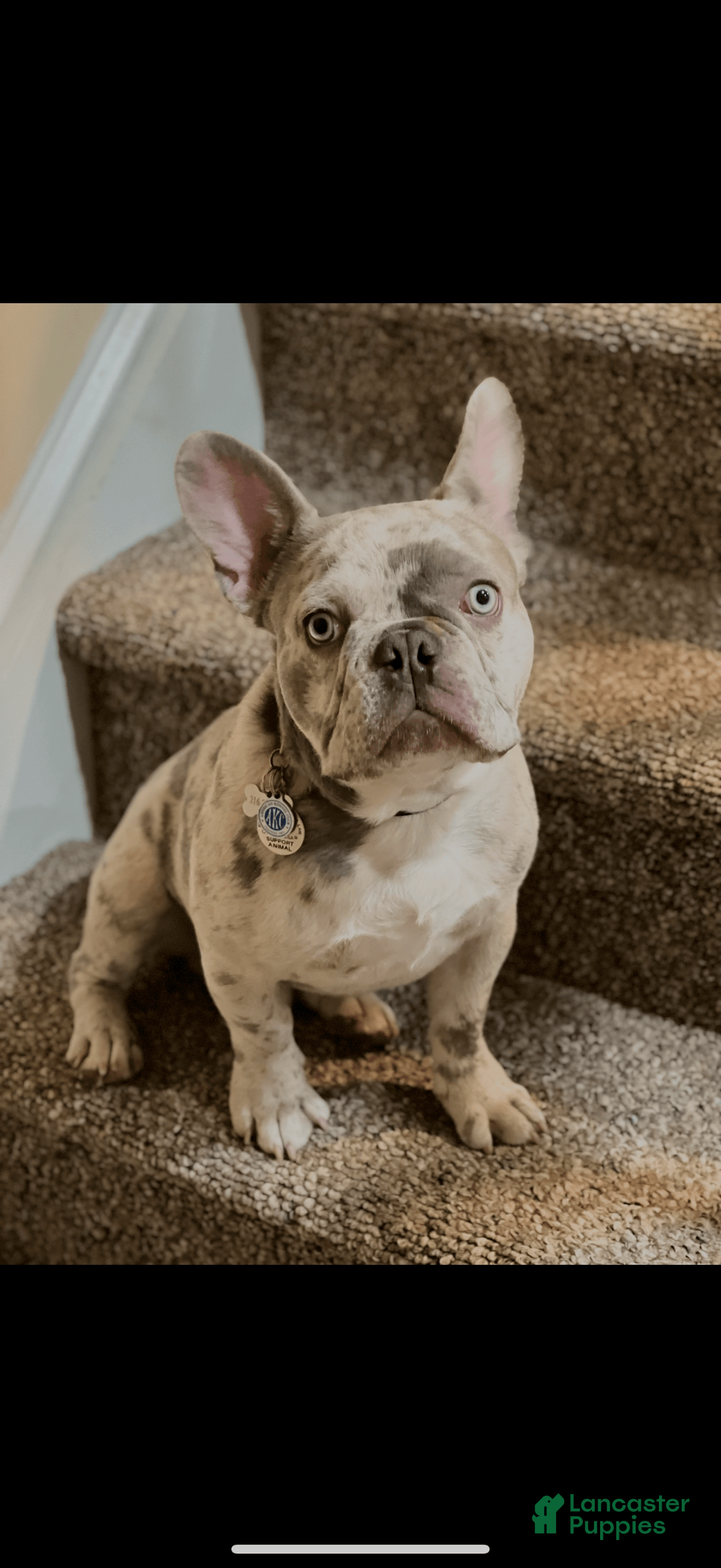 French Bulldog dogs for sale: Royal - Image 4