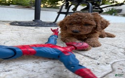 Goldendoodle dogs for sale: Goldendoodle - Image 1