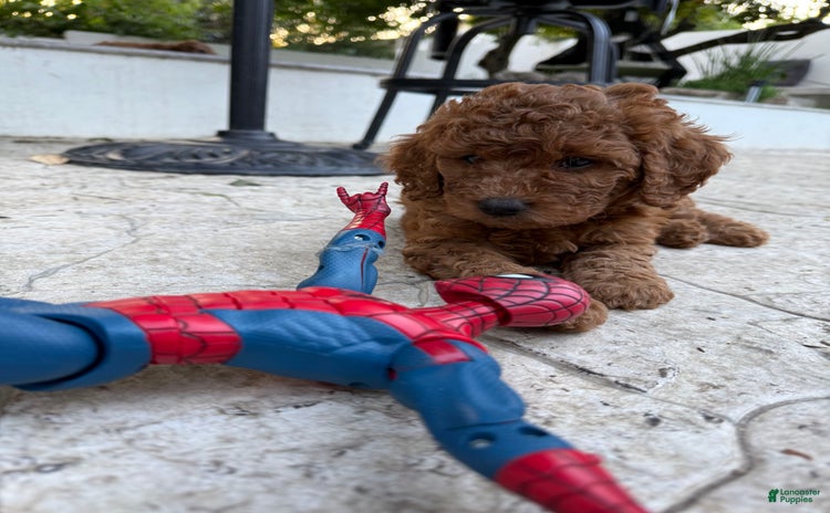 Goldendoodle dogs for sale - Ad 1